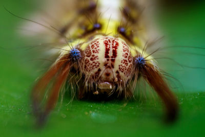 Close-up of caterpillar on leaf