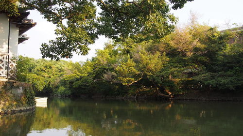 Reflection of trees in lake