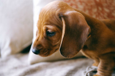 Close-up of dog