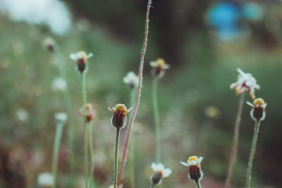 Close-up of flowering plant in field