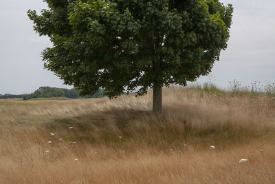 Trees on field against sky