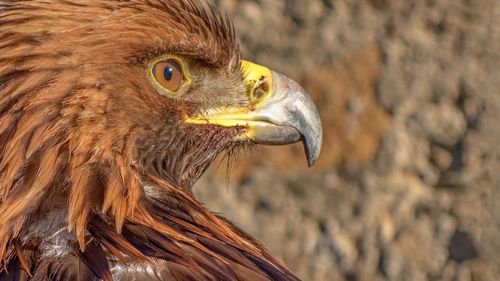 Close-up of golden eagle against rock