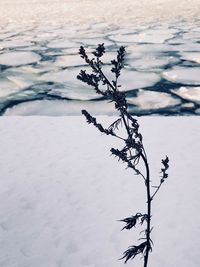 Close-up of frozen tree by lake against sky