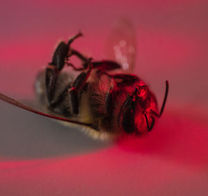 Close-up of dead bee lying on its back on pinkish red lit background