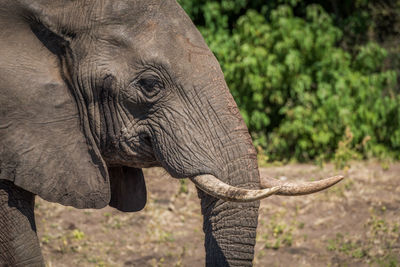 Close-up profile view of african elephant