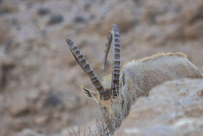 High angle view of an animal on land