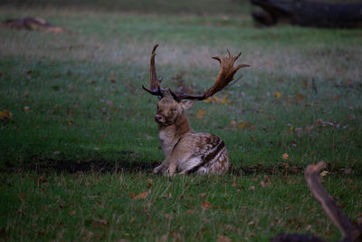 Deer in a field