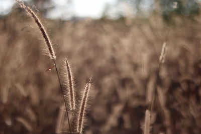 Close-up of stalks in field