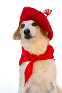 canine