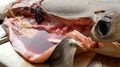 Close-up of fish on tray