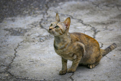 High angle view of a cat looking away