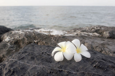 Close-up of frangipani on sea shore against sky