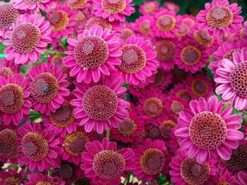 Full frame shot of pink flowering plants