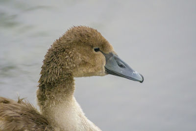 Close-up of swan on lake