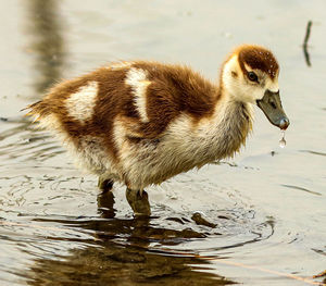 Close-up of a bird in lake