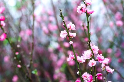 Close-up of pink flowers