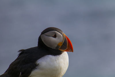 Close-up of a bird looking away