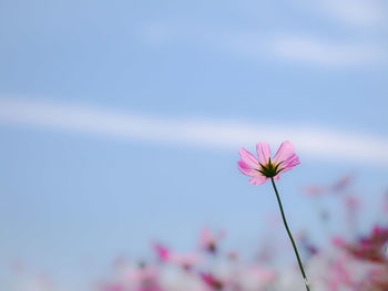 Close-up of pink flower