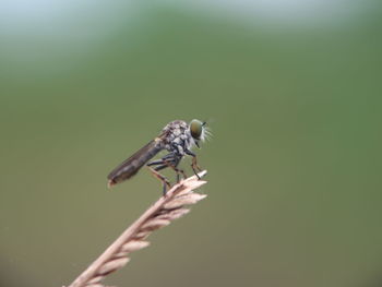 Close-up of insect