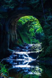 Stream flowing through tunnel in forest