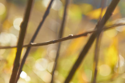 Close-up of fresh green leaf