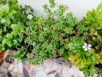 High angle view of flowers blooming outdoors