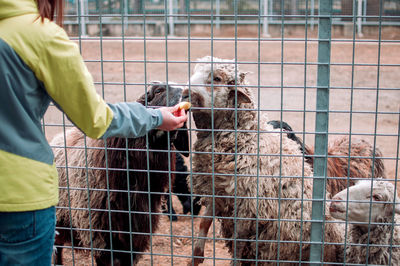 The girl feeds the brown and white sheep. 