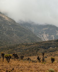 Giant groundsels in the foggy landscapes of mount kenya