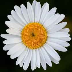 Close-up of daisy against black background