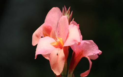 Close-up of pink day lily blooming outdoors