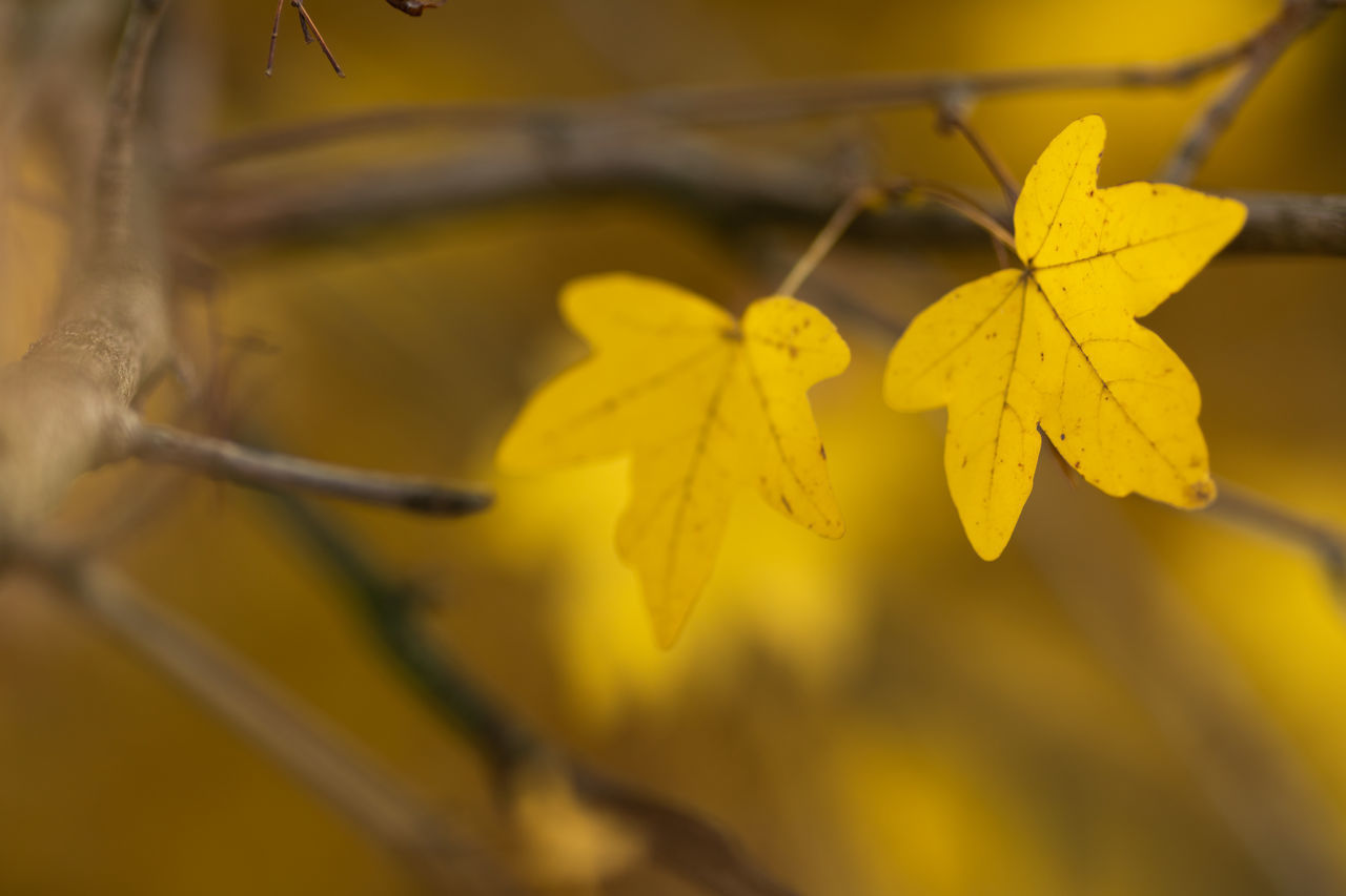 CLOSE-UP OF YELLOW FLOWER