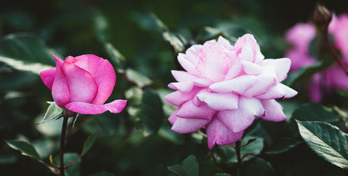 Close-up of pink rose