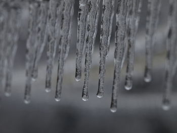 Close-up picture of icicles formed on a very cold winter day