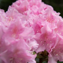 Close-up of pink cherry blossom