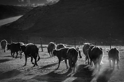 Livestock foraging in front of the beautiful birch forest in spring in hemu village, xinjiang