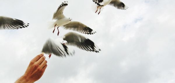 Low angle view of seagull flying against sky