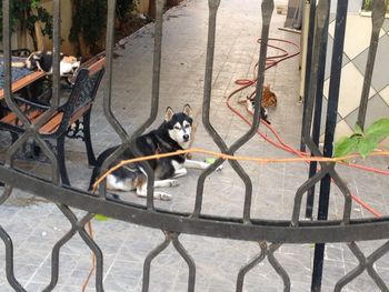 Portrait of dog seen through metal fence