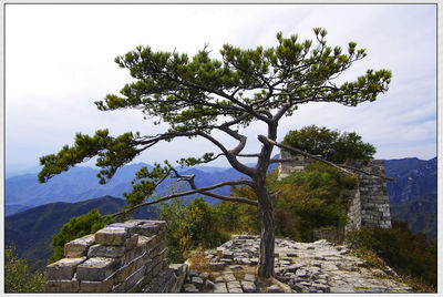 Tree by mountain against sky