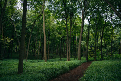 Scenic view of forest