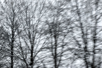 Full frame shot of cat