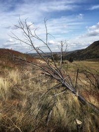 Bare tree on field against sky