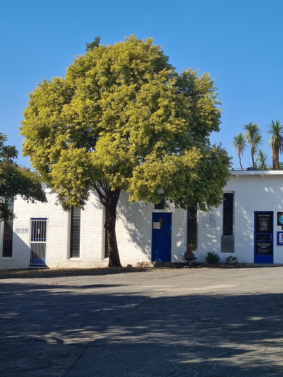 VIEW OF TREE BY STREET AGAINST BUILDINGS