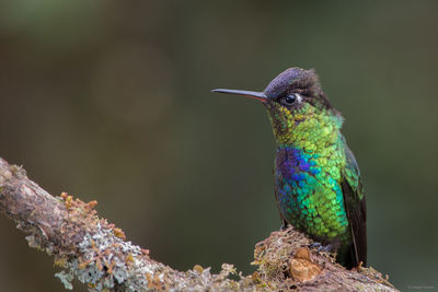 Close-up of hummingbird perching on branch