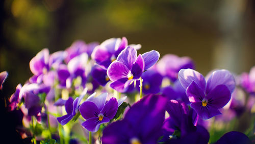 Close-up of purple flowering plants