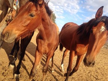 Horses on field