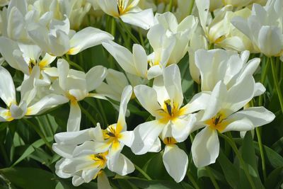 Close-up of white flowering plants