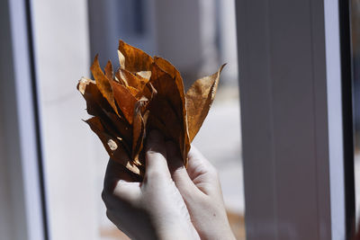 Close-up of hand holding leaf against window