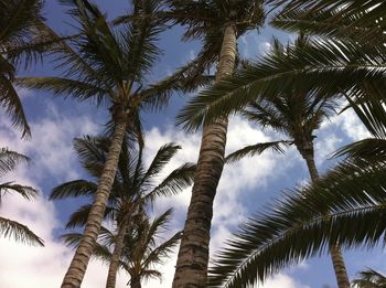 Low angle view of palm trees