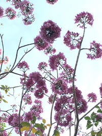Low angle view of cherry blossoms against sky