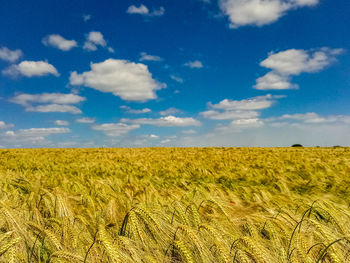 Scenic view of agricultural field against sky